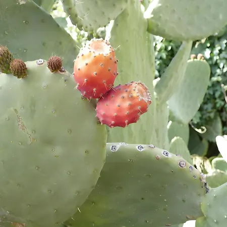 Germán 3*